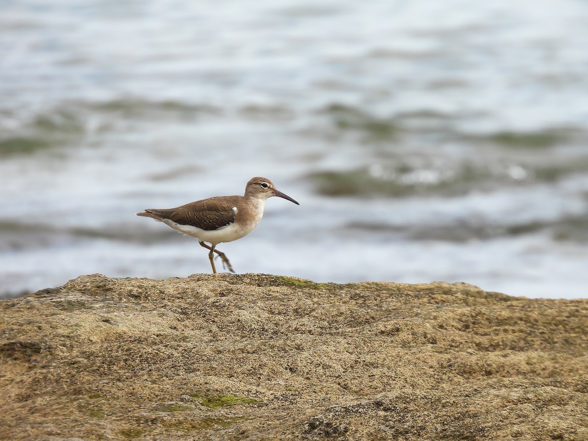 Solitary Sandpiper - ML647593598