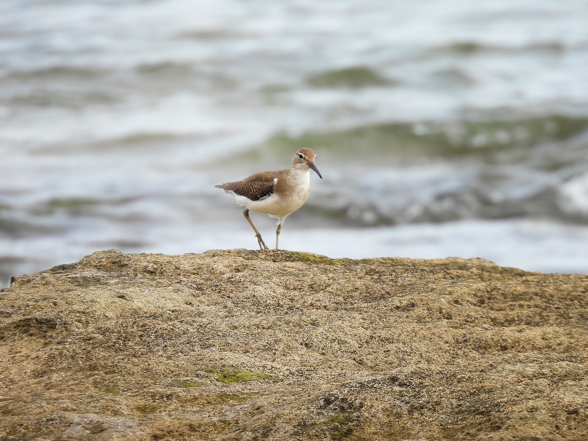 Solitary Sandpiper - ML647593599