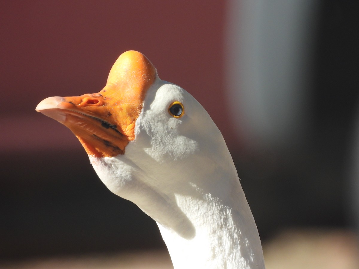 Гуска китайська (свійська) - ML647593605