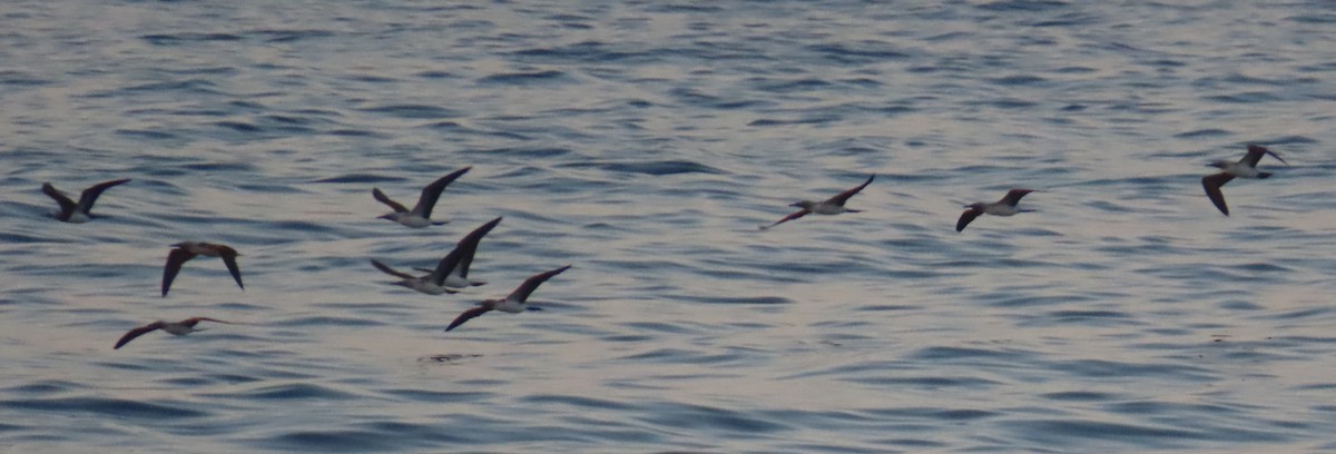 Cocos Booby - ML647593611