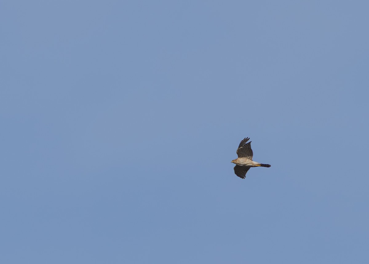 Cooper's Hawk - ML647593633