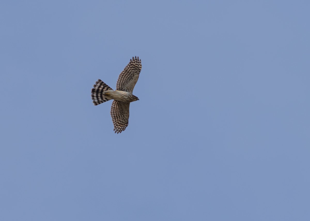 Cooper's Hawk - ML647593637