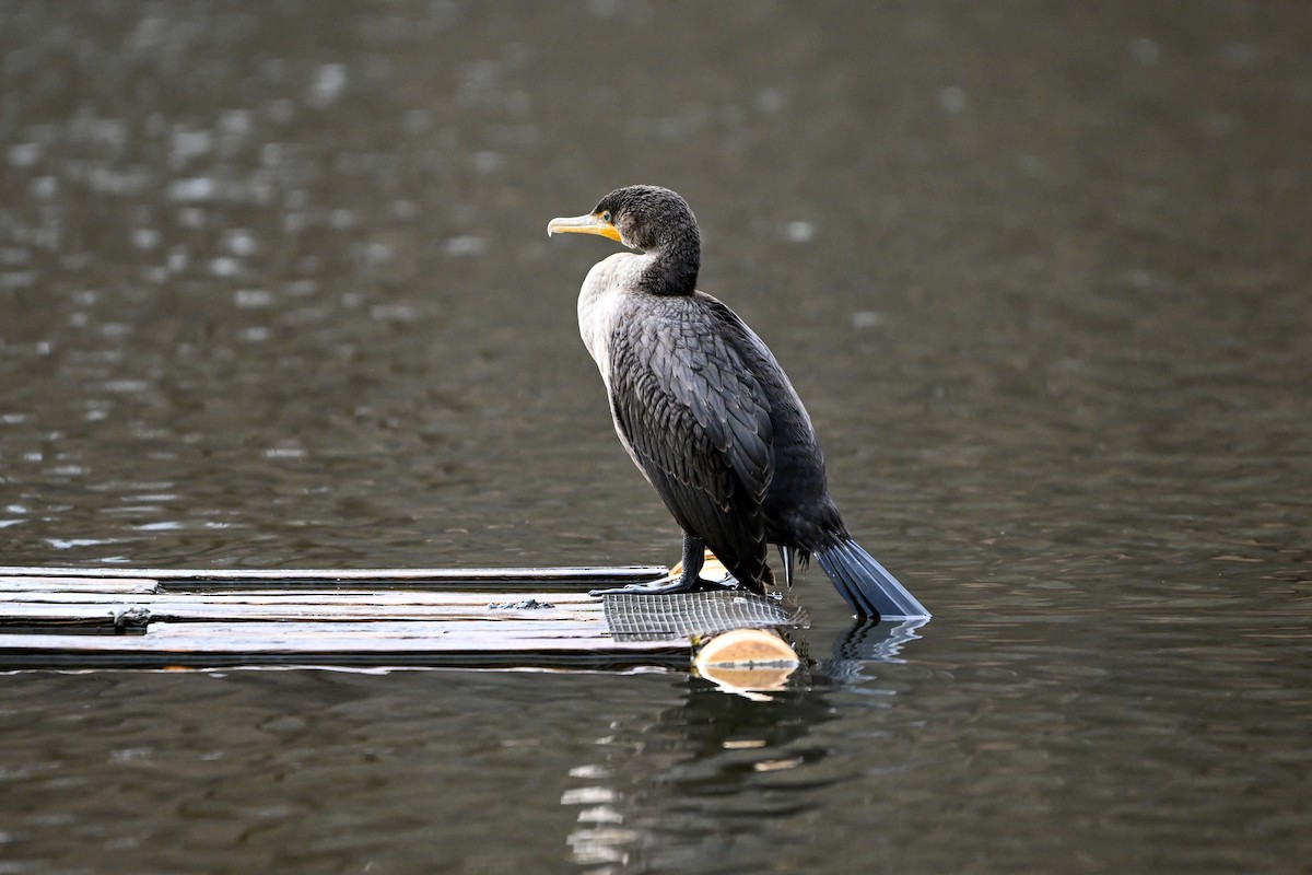 Cormoran à aigrettes - ML647593638