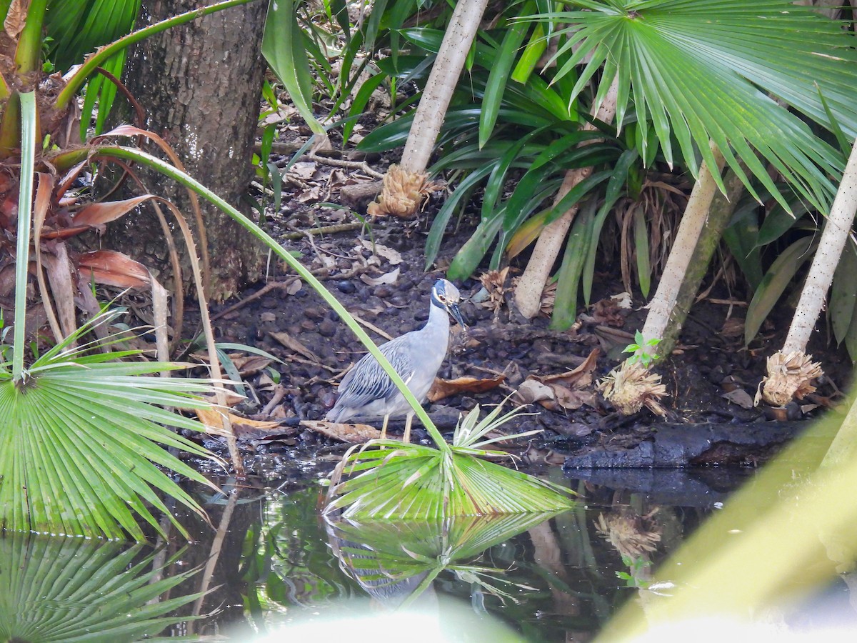 Yellow-crowned Night Heron - ML647593663