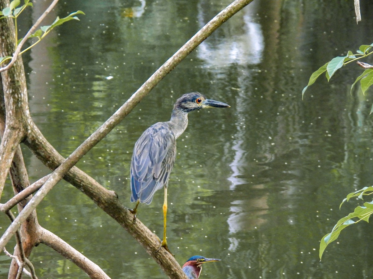 Yellow-crowned Night Heron - ML647593664