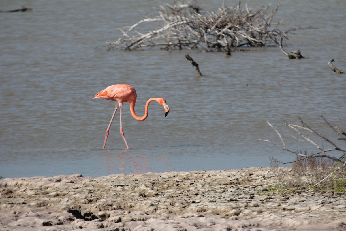 Фламінго червоний - ML647593667