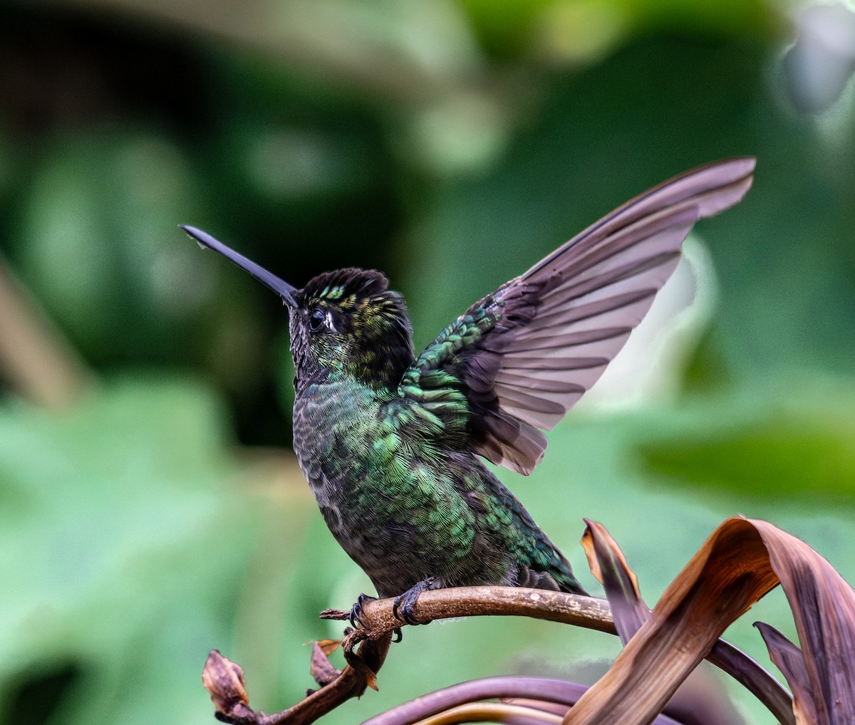 Colibrí de Talamanca - ML647593685
