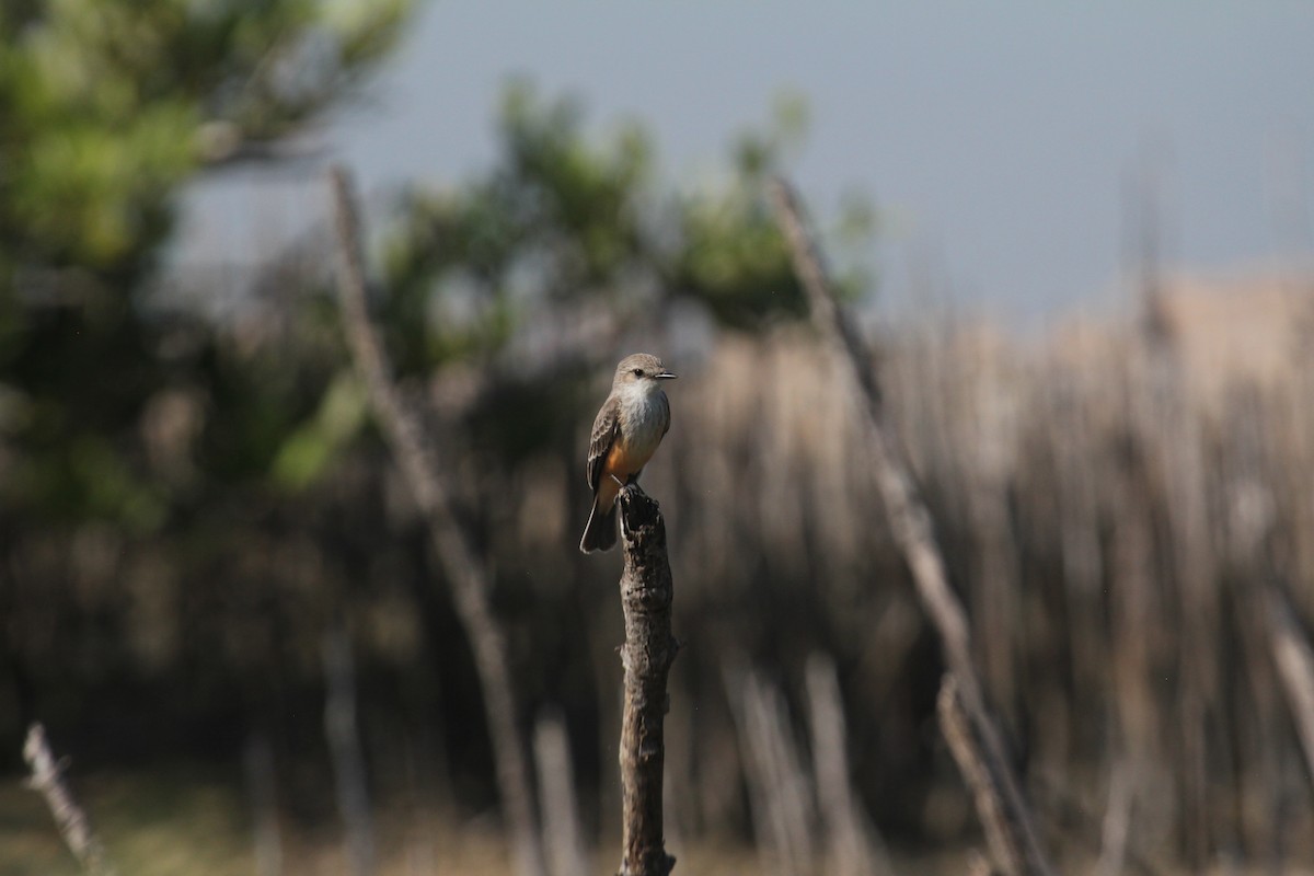 Vermilion Flycatcher (Northern) - ML647593687