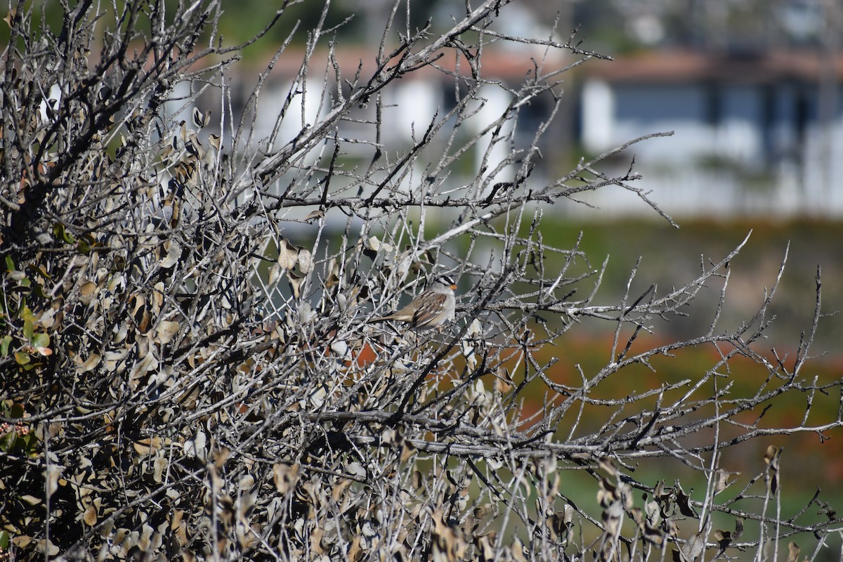 Chingolo Coroniblanco - ML647593701