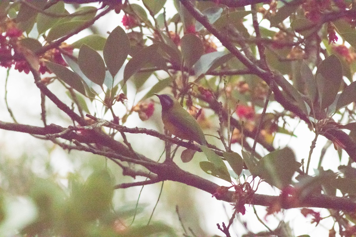 Verdín Ventrinaranja - ML647593705