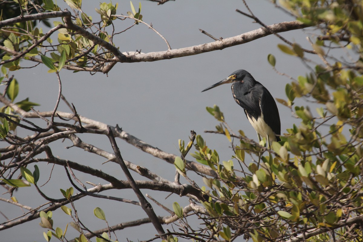 Чепура трибарвна - ML647593706