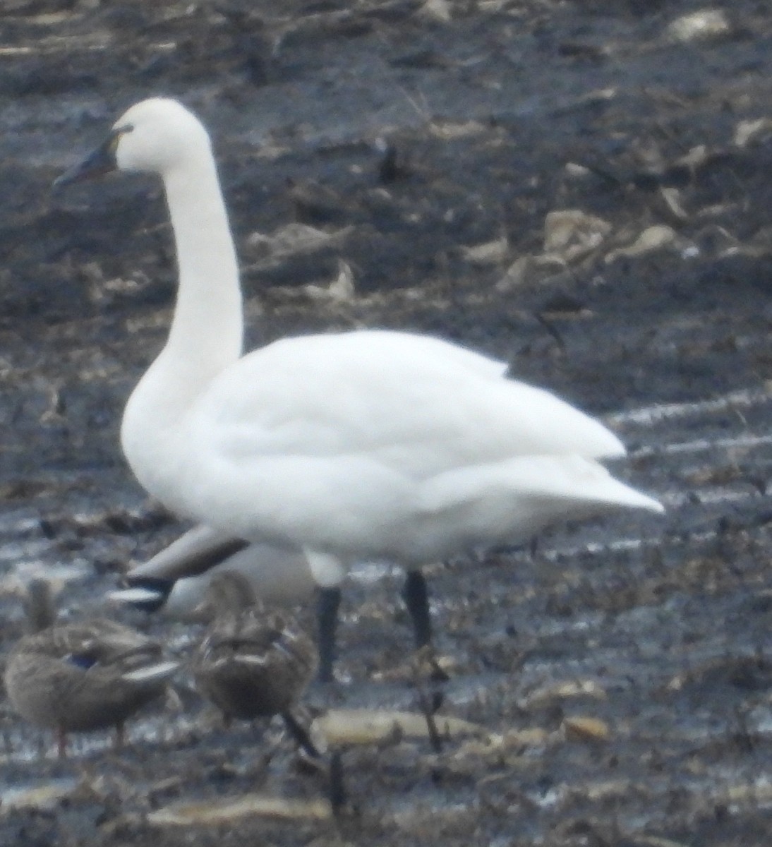 Cisne Chico - ML647593707