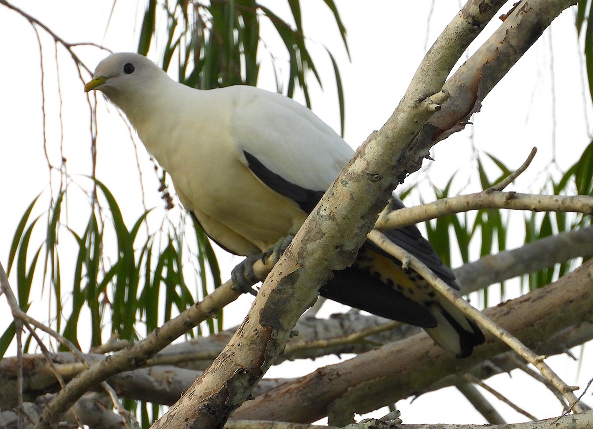 Dúcula Australiana - ML647593708