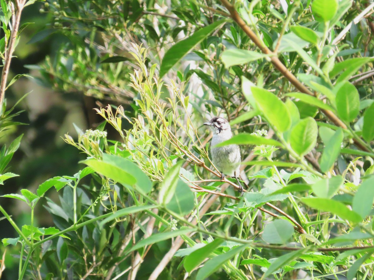 Monarca Orejudo - ML647593709