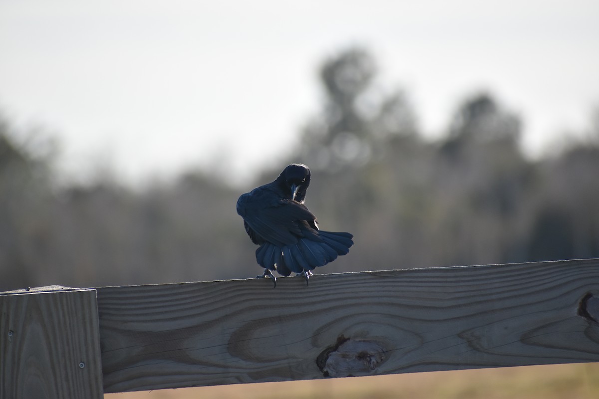 Zanate Mexicano - ML647593710