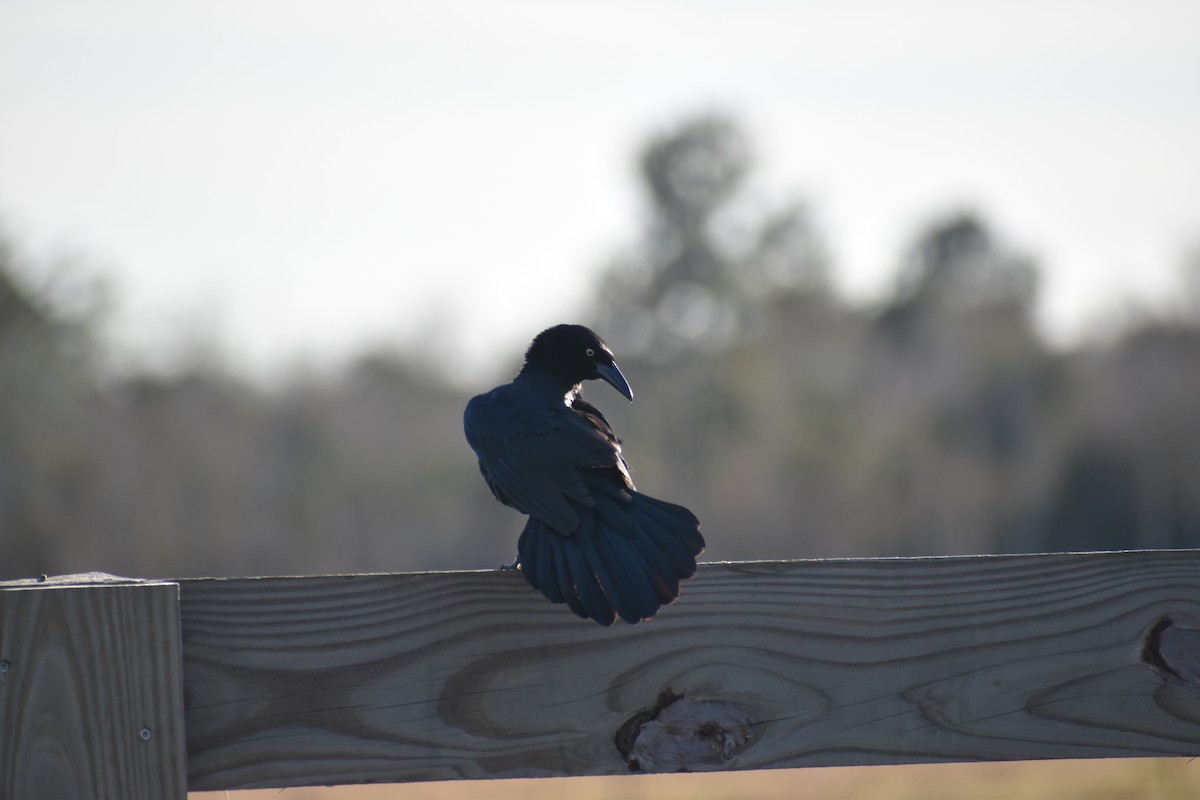 Zanate Mexicano - ML647593711