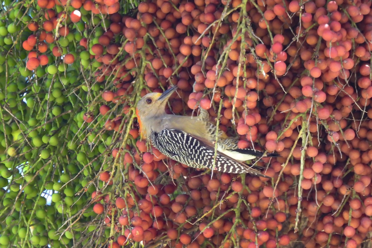 Carpintero Frentidorado - ML647593712
