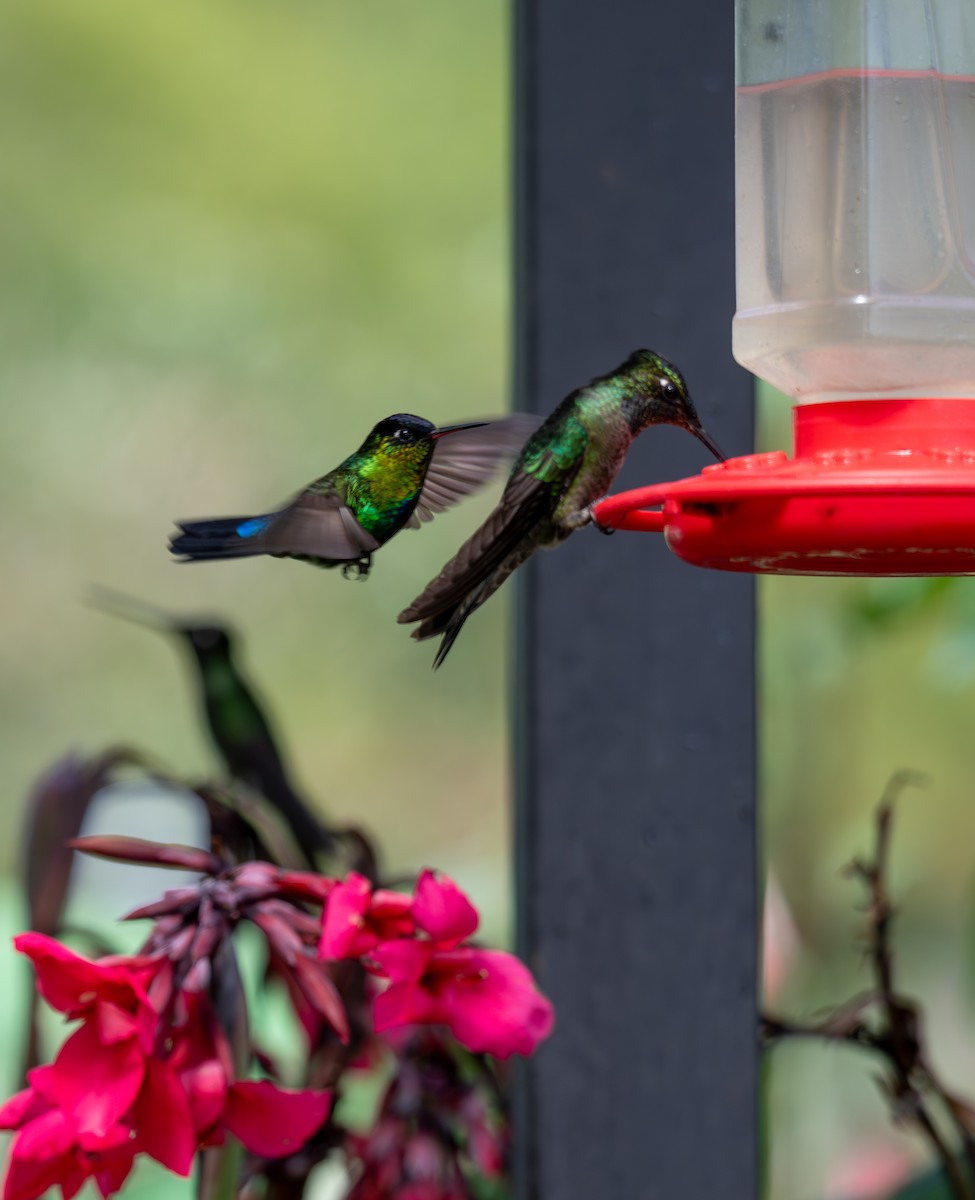 Colibrí Insigne - ML647593714