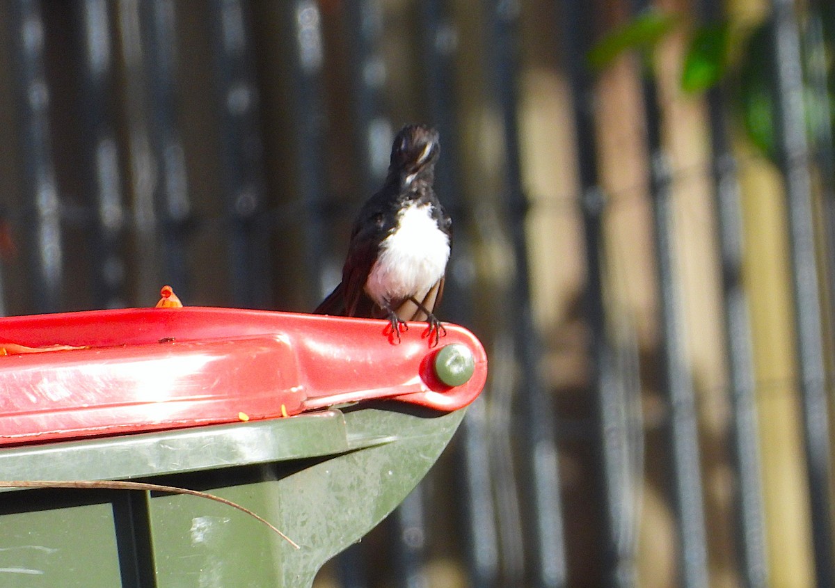 Abanico Lavandera - ML647593715