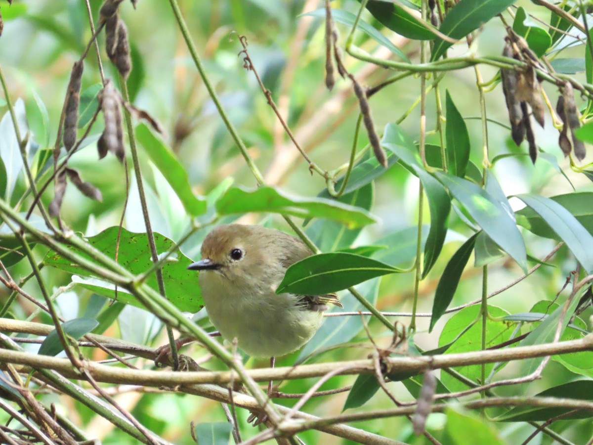 Sedosito Picudo - ML647593717