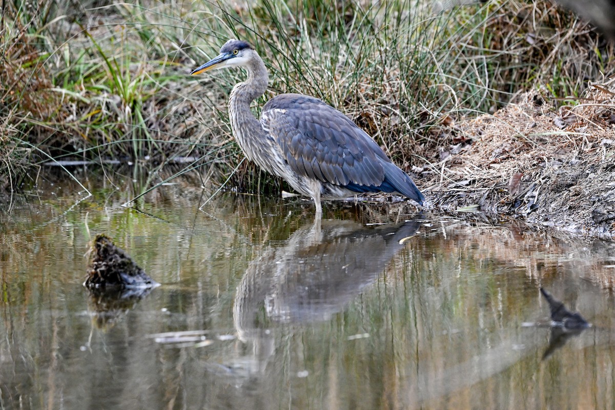 Garza Azulada - ML647593718