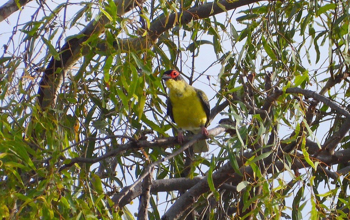 Papafigos de Vieillot - ML647593720