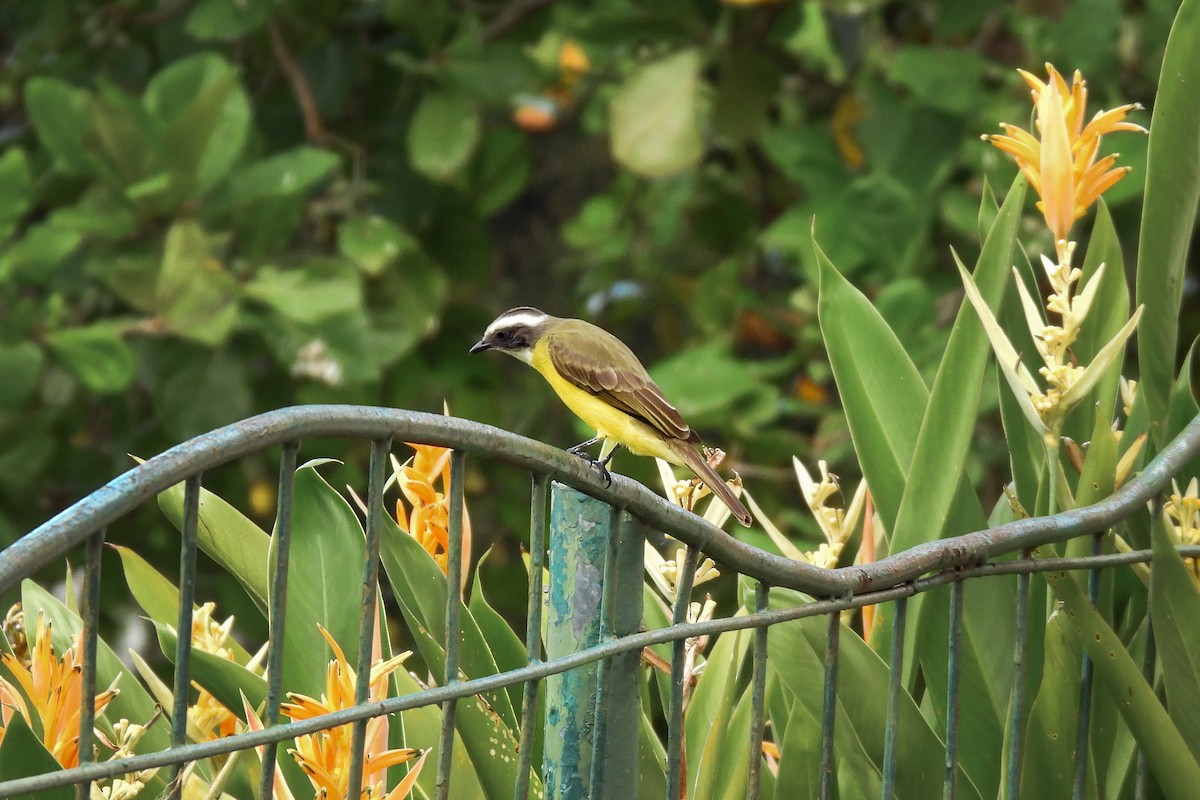 Bienteveo Sociable - ML647593721