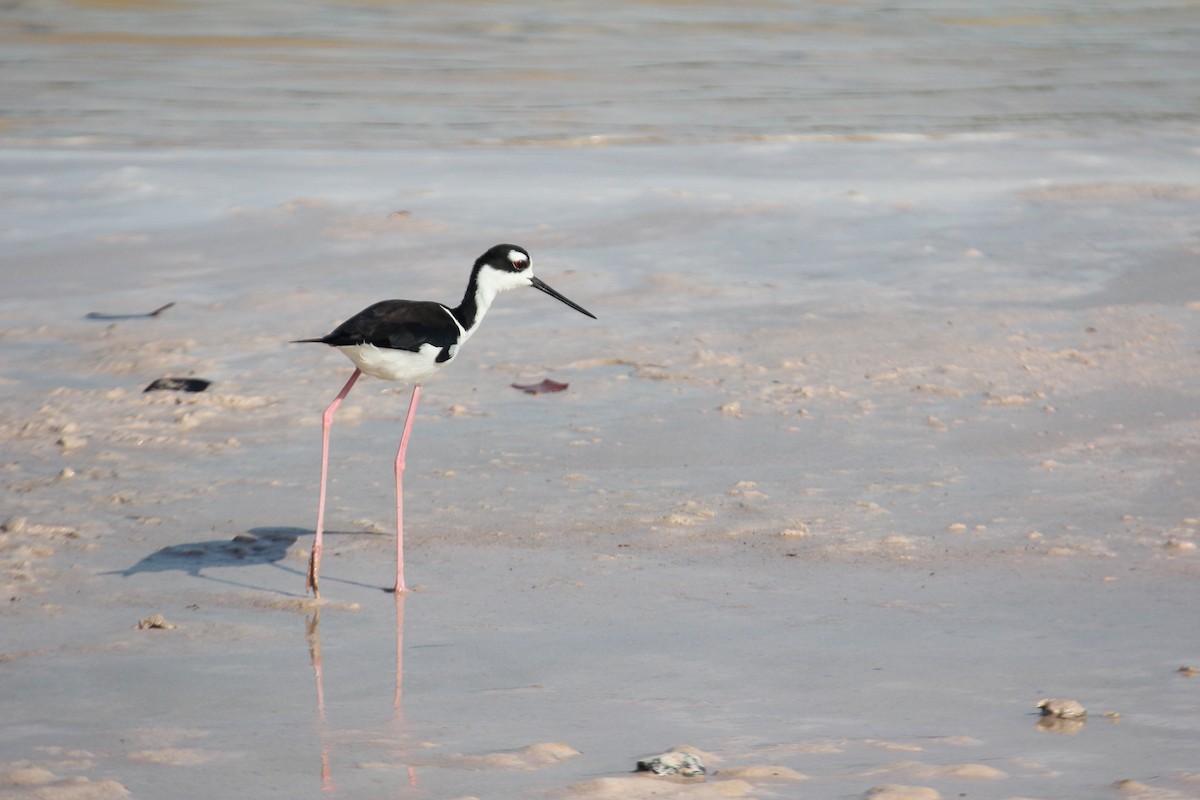 Кулик-довгоніг американський (підвид mexicanus) - ML647593725