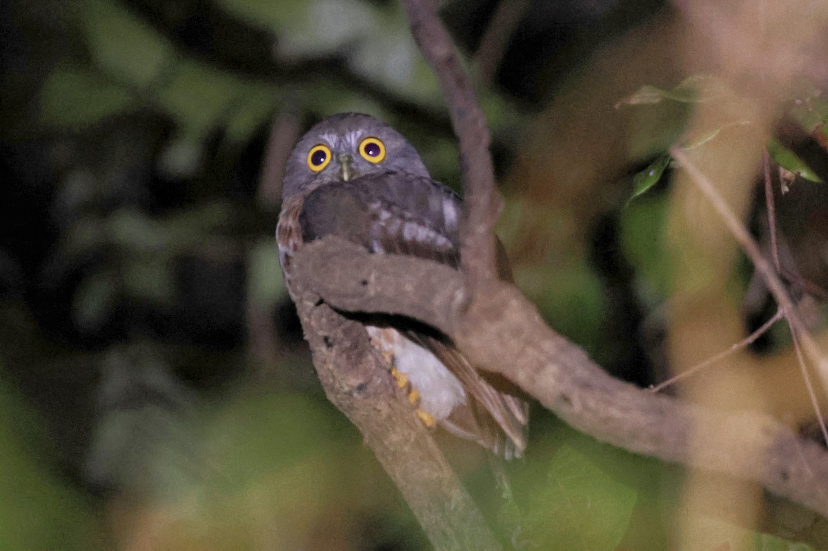 Nínox de las Andamán - ML647593728