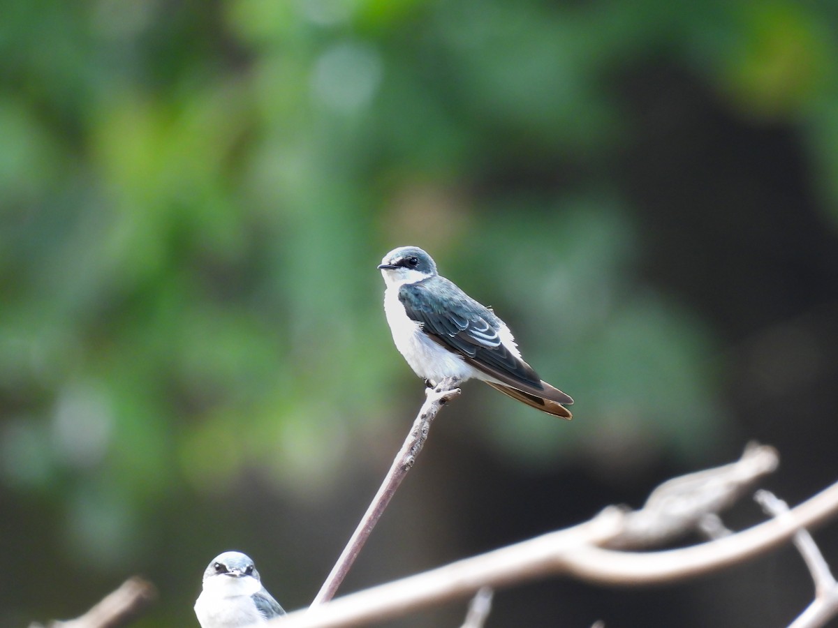 Golondrina de Manglar - ML647593729