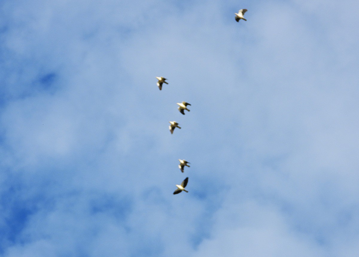 Dúcula Australiana - ML647593731