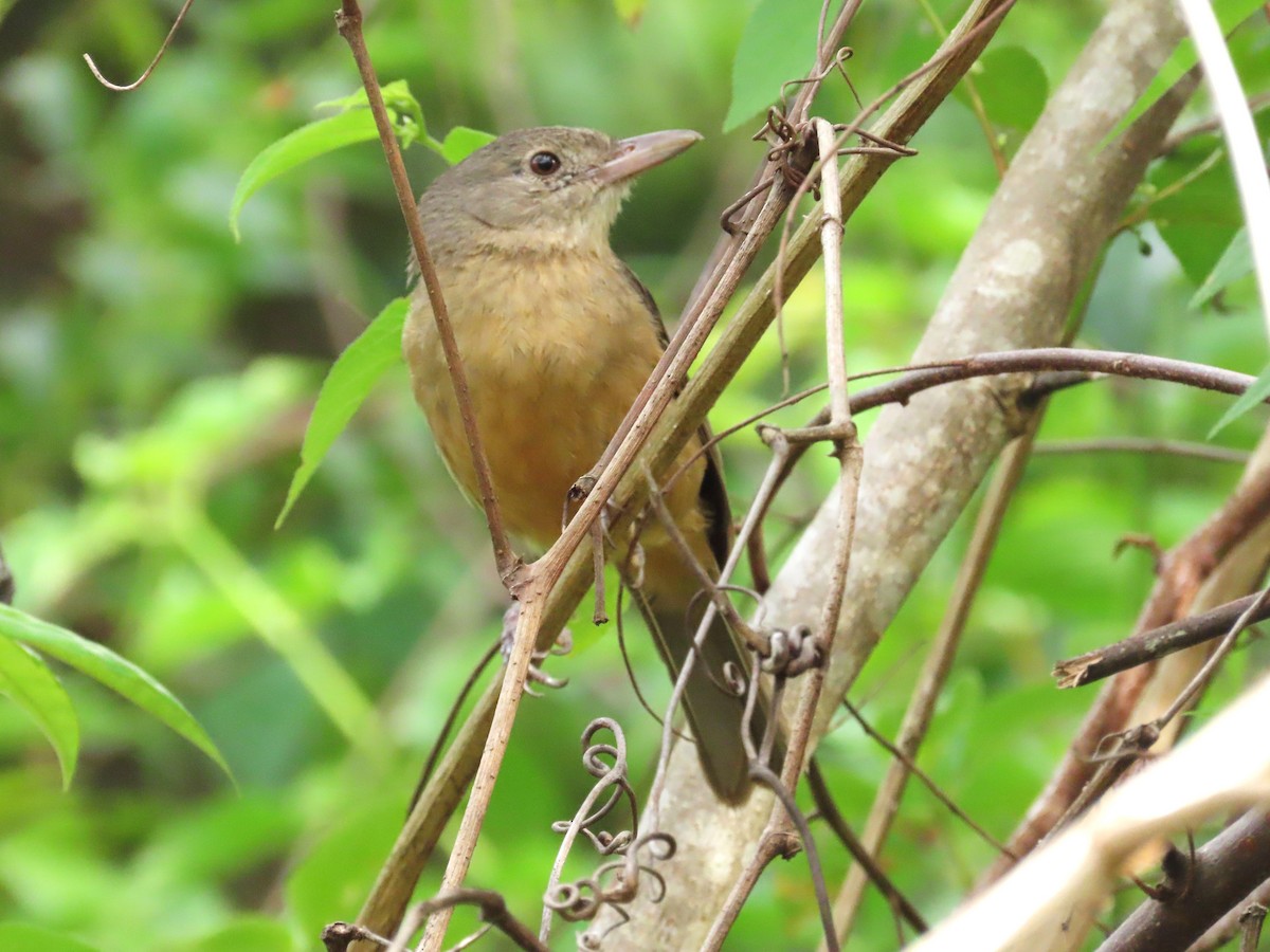 Picanzo Chico - ML647593732