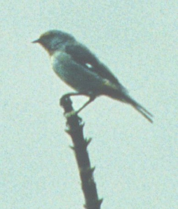 Conirrostro de Tamarugal - ML647593733