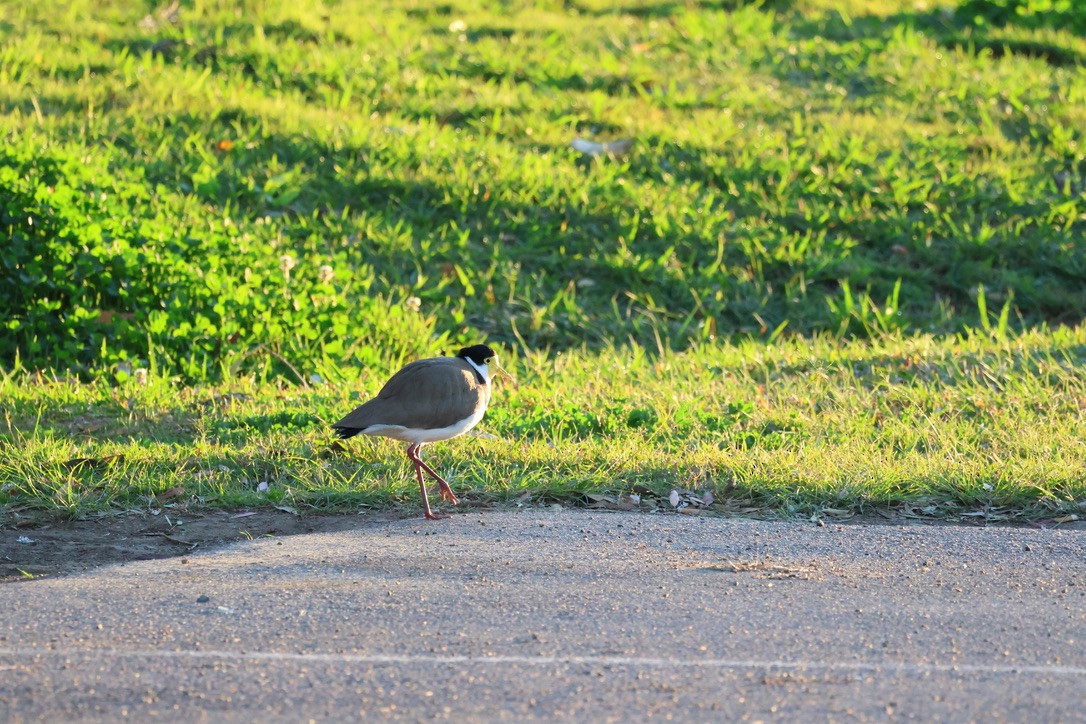 Avefría Militar - ML647593734