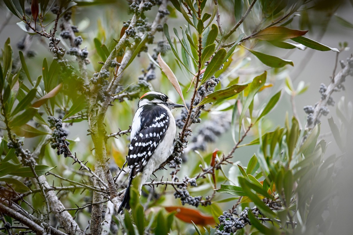 Pico Pubescente - ML647593735