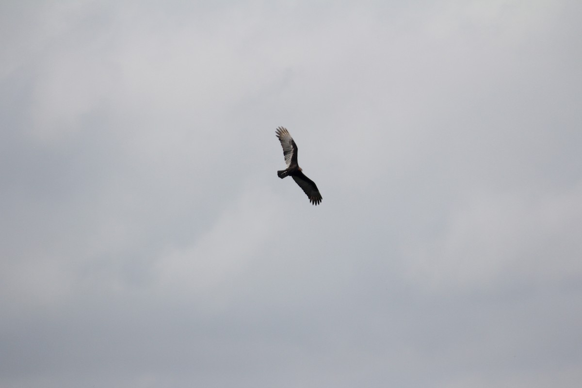 Катарта саванова - ML647593737