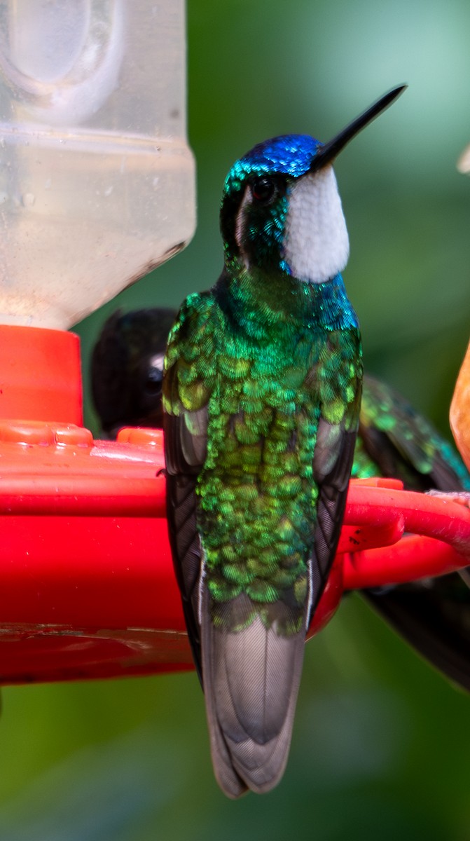 Colibrí Ventricastaño - ML647593739