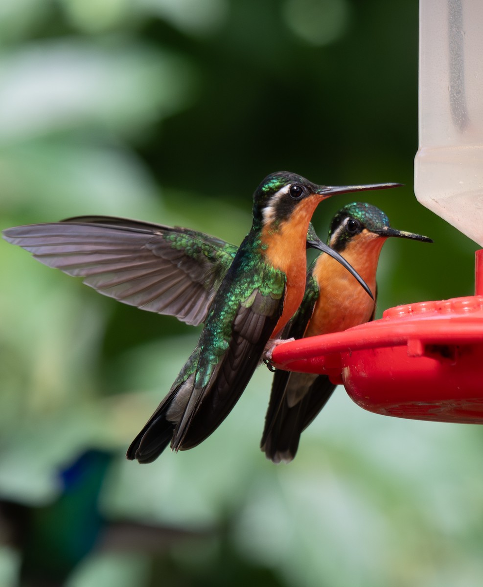 Colibrí Ventricastaño - ML647593740