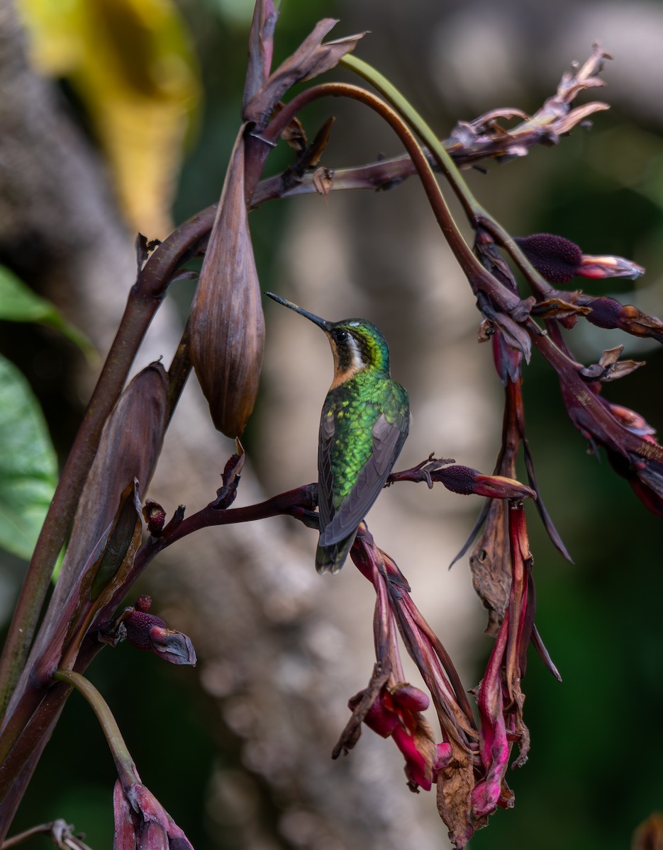 Colibrí Ventricastaño - ML647593741