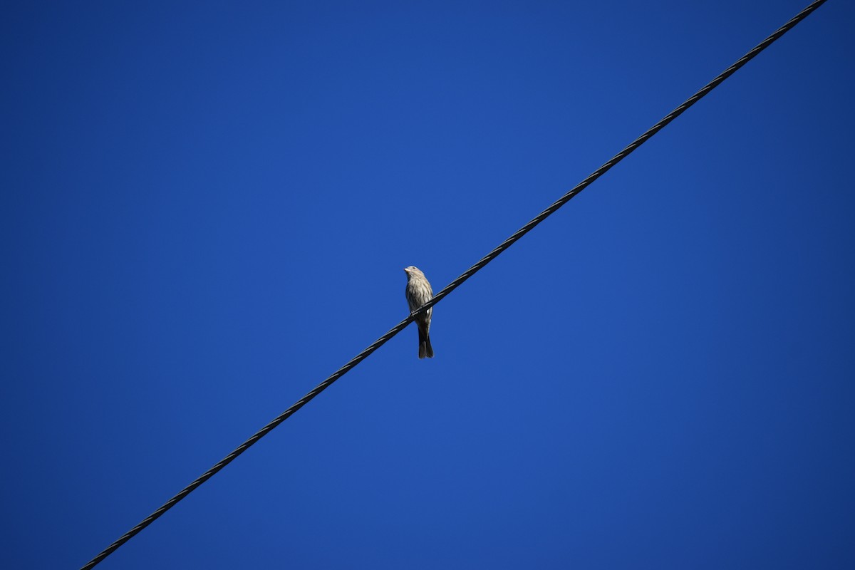 House Finch - ML647593769