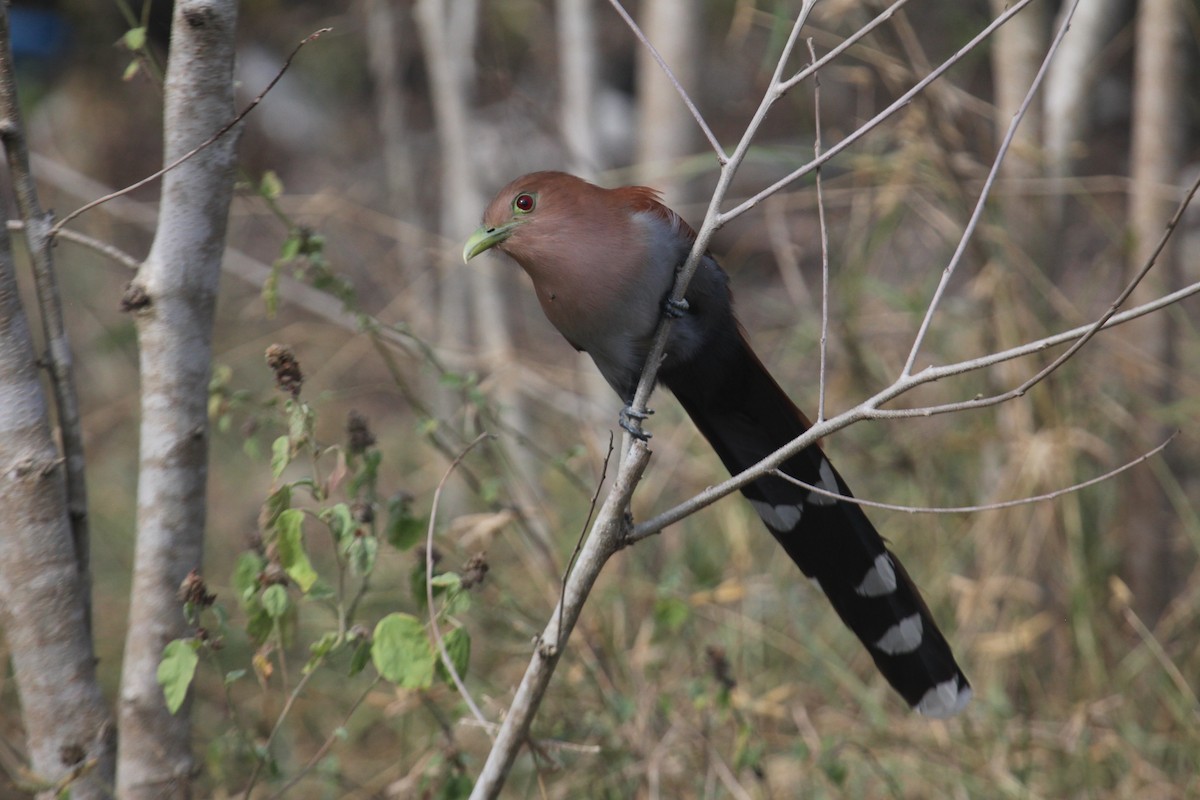 Common Squirrel-Cuckoo (Middle American) - ML647593779