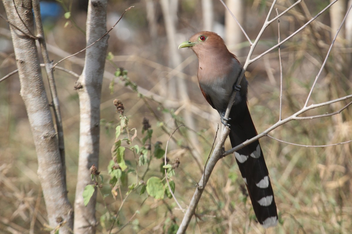 Common Squirrel-Cuckoo (Middle American) - ML647593783