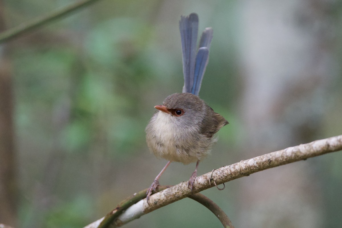 Малюр різнобарвний - ML647593803