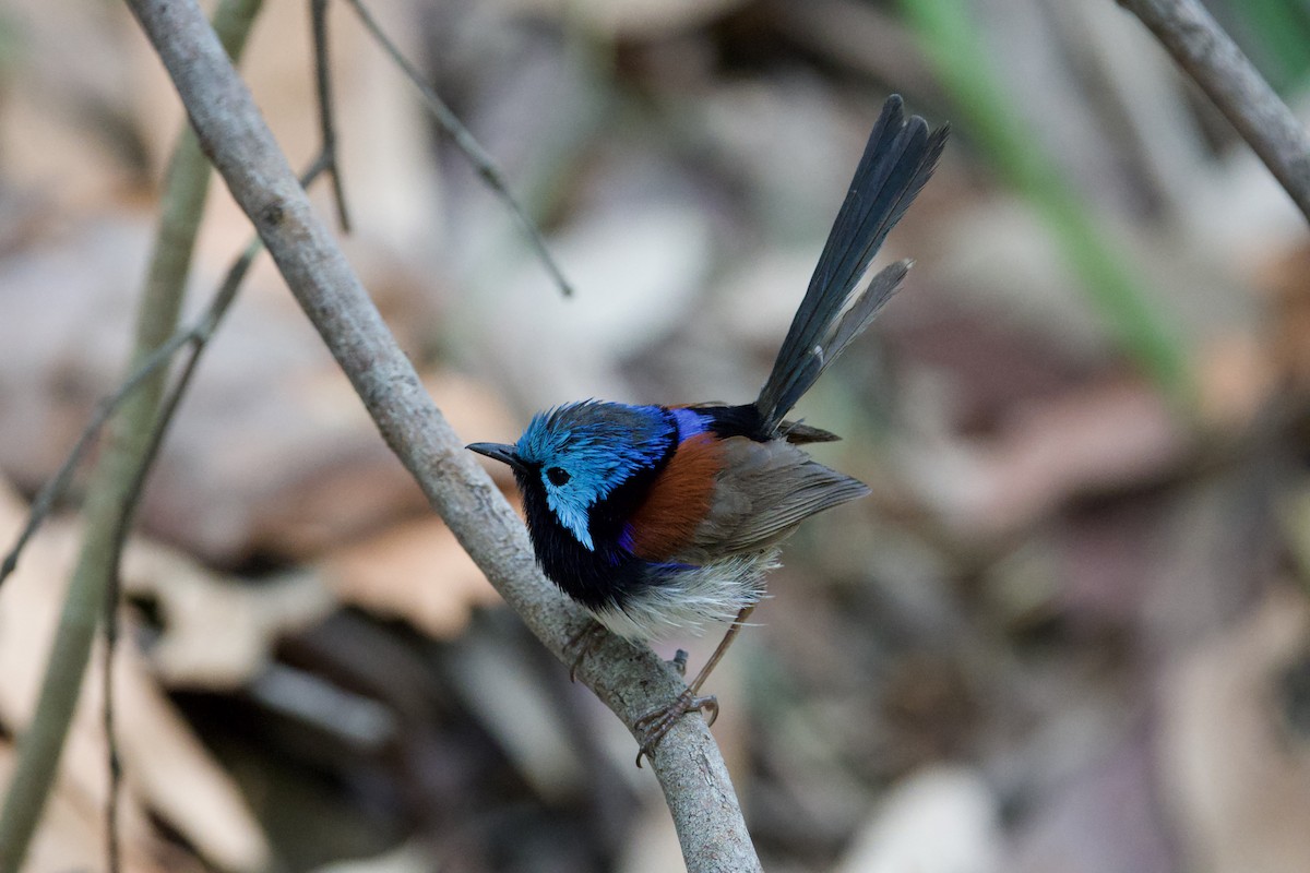 Малюр різнобарвний - ML647593805