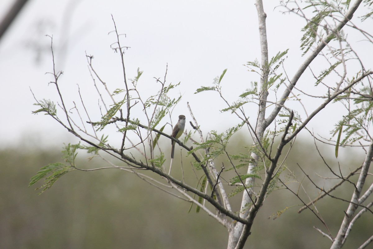 Копетон темноголовий [група lawrenceii] - ML647593806