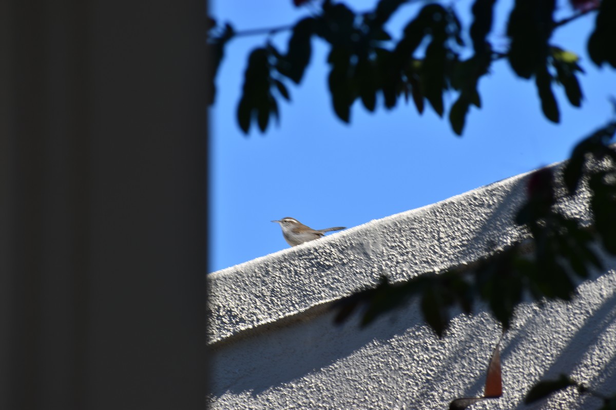 Длиннохвостый крапивник - ML647593807