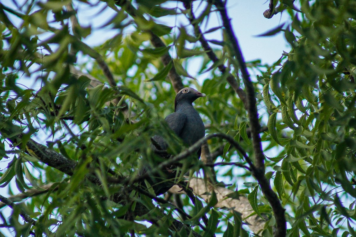 White-crowned Pigeon - ML647593810