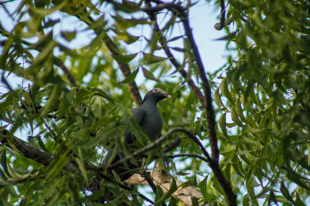 White-crowned Pigeon - ML647593811