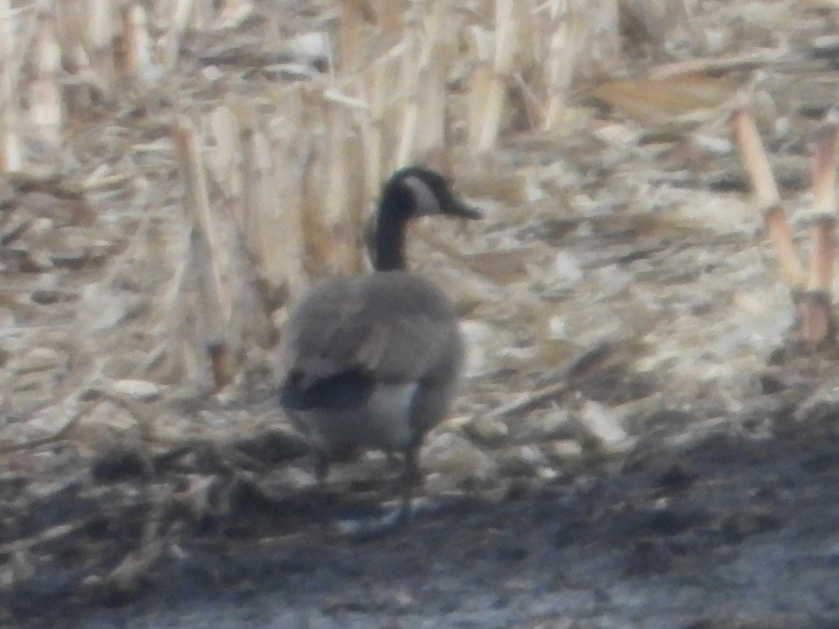 Canada Goose - ML647593812