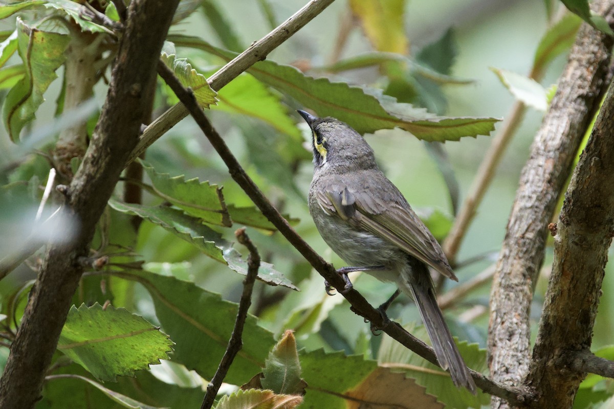 Sarı Yanaklı Balkuşu - ML647593822